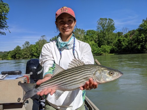 A person on a boat holds a striped fish, smiling against a backdrop of green trees and a river.