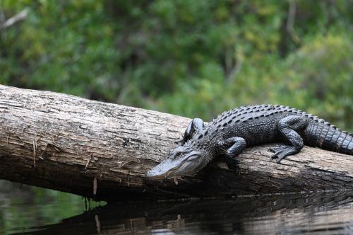 A crocodile resting on a log over calm water, surrounded by lush green foliage.