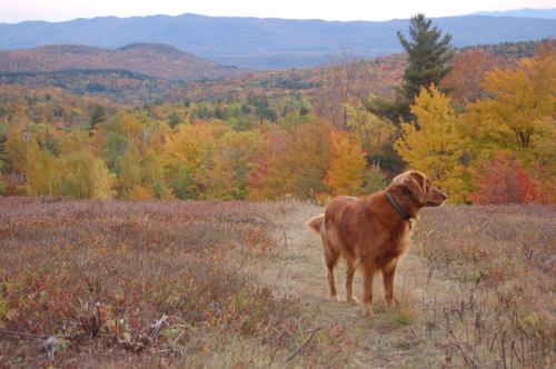 A golden retriever stands on a grassy path, surrounded by vibrant autumn foliage and distant mountains.
