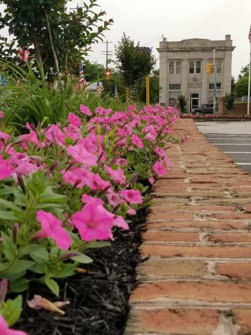 A row of pink flowers along a brick path, with a historic building and flags in the background.