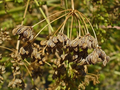 Close-up of dried seed clusters, featuring small, oval-shaped seeds with a brownish hue, hanging from thin stems.