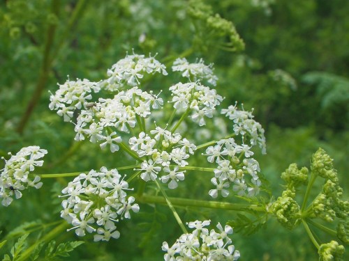 A cluster of small white flowers surrounded by green foliage, creating a lush, natural setting.