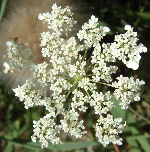 A cluster of small white flowers with delicate petals, surrounded by green foliage.