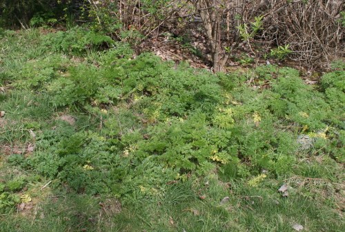 A patch of lush green foliage with various shades of green, surrounded by sparse trees and dry leaves.