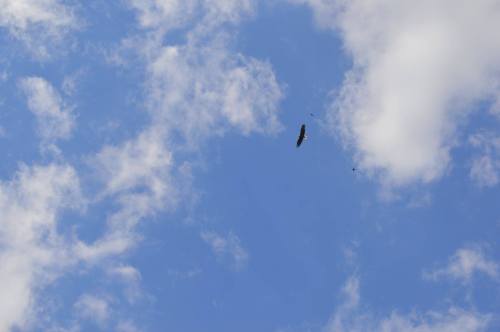A bird soaring in a blue sky dotted with fluffy white clouds.
