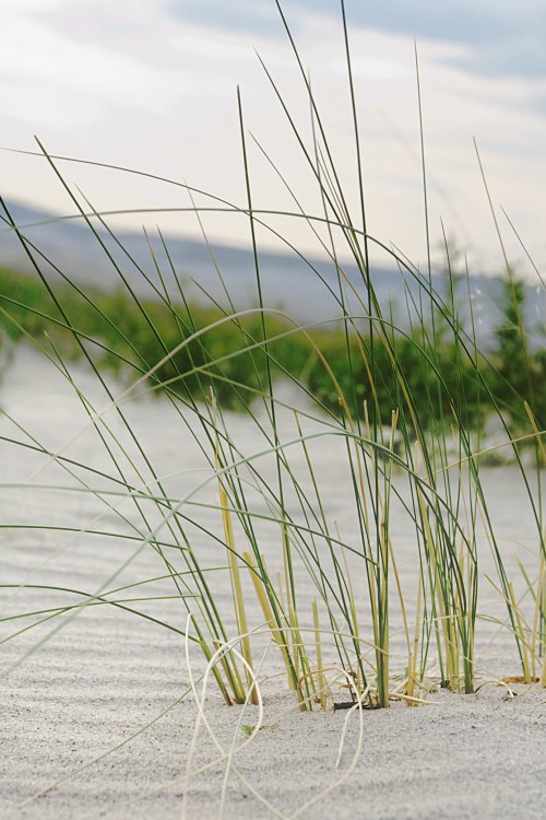 Close-up of tall grass growing in sandy soil, with soft dunes and a blurred background of hills.