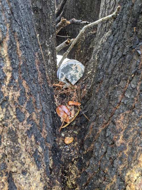 A camouflage-patterned container nestled between two tree trunks, surrounded by fallen leaves and bark.