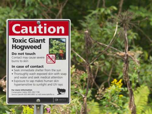 Sign warning about toxic giant hogweed, advising against contact due to severe skin burns and providing safety instructions.