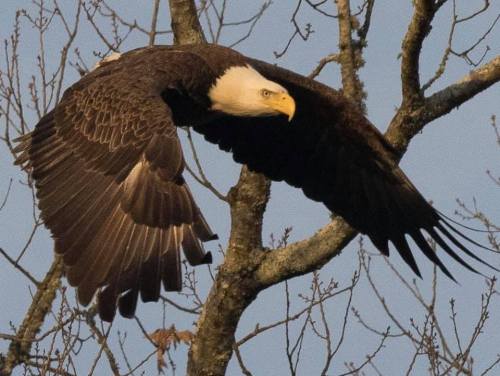 A bald eagle glides gracefully through the air, wings spread wide, with bare branches in the background.