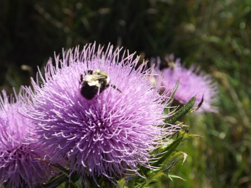 A bumblebee perched on a vibrant purple thistle flower, surrounded by green foliage.