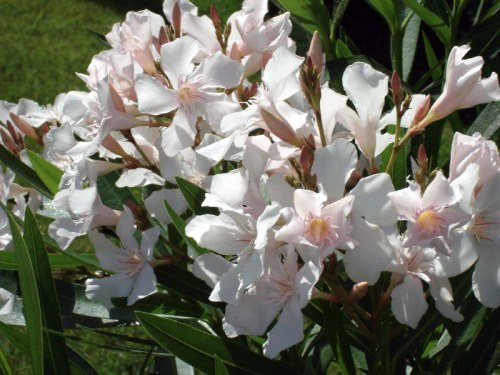 A cluster of white oleander flowers with pink accents, surrounded by green leaves in a sunny setting.