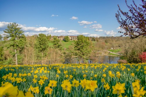 A vibrant field of yellow daffodils in front of a serene lake and lush greenery under a blue sky with fluffy clouds.