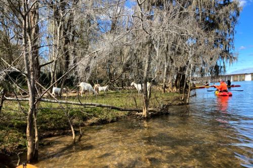 A kayaker paddles near a shoreline with trees, where several goats are grazing on the grass.