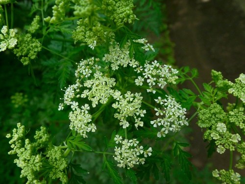 Delicate white flowers with green foliage, clustered together against a blurred green background.