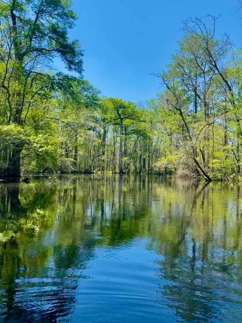 Lush green trees reflect in calm water under a clear blue sky, creating a serene natural landscape.