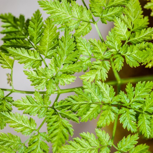 Close-up of vibrant green fern leaves with intricate, feathery patterns against a light background.