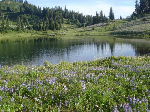 A serene lake surrounded by lush greenery and purple wildflowers, reflecting the trees and sky in the calm water.