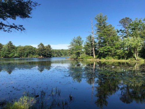 A serene lake surrounded by lush green trees under a clear blue sky, with reflections on the water's surface.