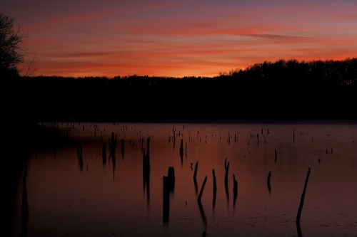 Silhouetted tree stumps rise from a calm lake at sunset, with vibrant orange and purple hues in the sky.