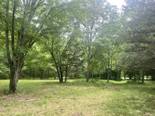 A serene forest scene with lush green trees and a grassy clearing under a bright sky.