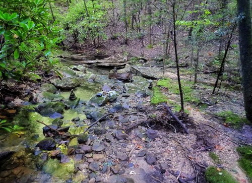 A serene forest scene featuring a small stream, moss-covered rocks, and lush greenery.