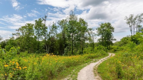 A winding dirt path through a vibrant green landscape with wildflowers and trees under a partly cloudy sky.