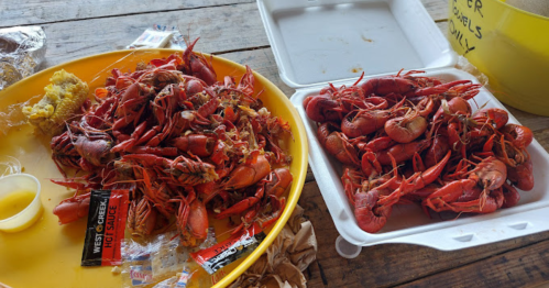 A yellow plate and a white container filled with cooked crawfish, accompanied by lemon and hot sauce packets.
