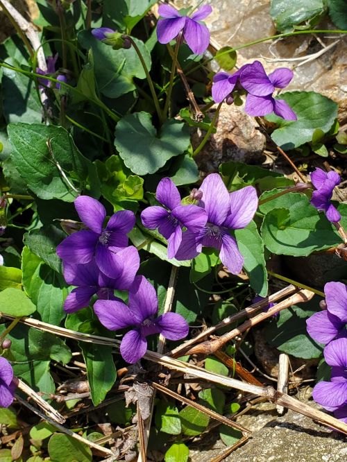 A cluster of vibrant purple violets surrounded by green leaves and twigs on a sunny day.