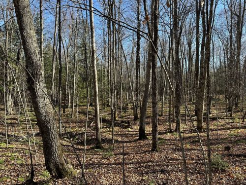 A serene forest scene with tall, bare trees and a carpet of fallen leaves under a clear blue sky.