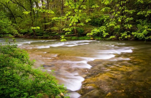 A serene river flows through a lush green forest, with smooth water and vibrant foliage surrounding the banks.