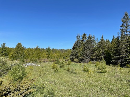 A sunny landscape featuring a grassy area surrounded by dense trees under a clear blue sky.
