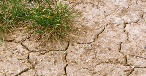 Cracked dry soil with a patch of green grass growing at the edge.