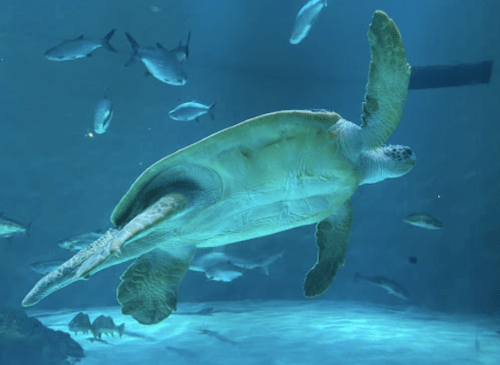 A sea turtle swims gracefully in an aquarium, surrounded by various fish in a blue underwater environment.