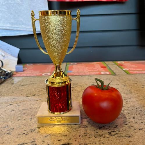 A golden trophy labeled "Most Perfect Tomato" next to a ripe red tomato on a countertop.