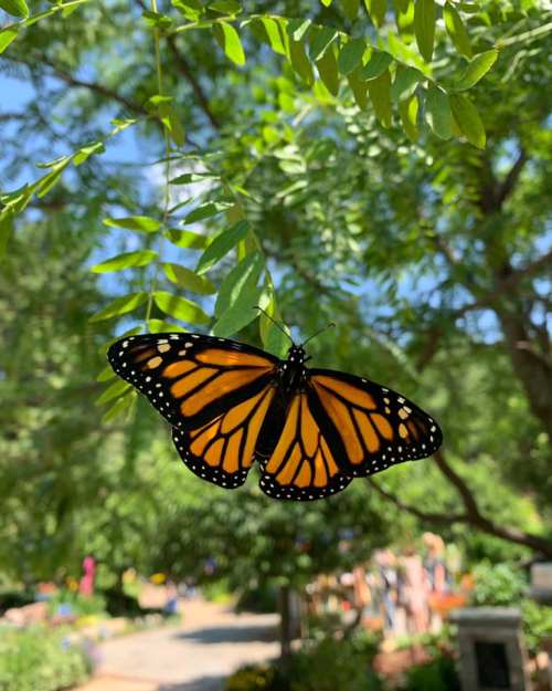 A vibrant monarch butterfly with orange and black wings perched on green leaves in a sunny garden.