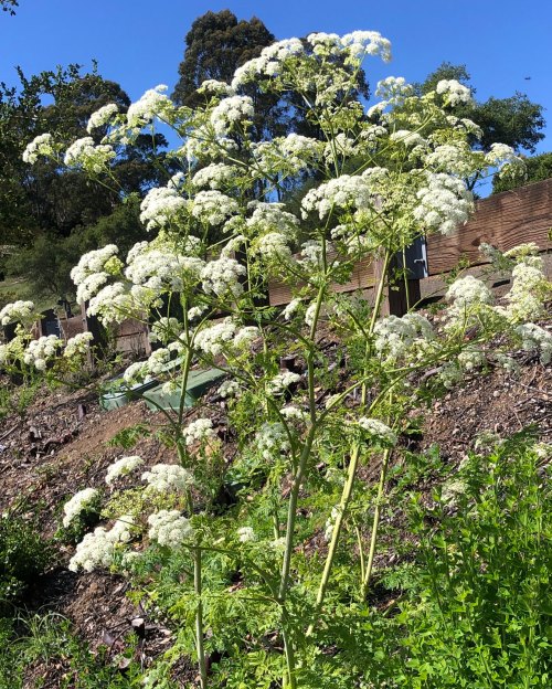 A tall plant with clusters of white flowers against a blue sky, surrounded by greenery and a hillside.