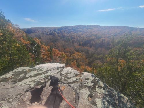 A dog sits on a rocky ledge, overlooking a vibrant autumn landscape filled with colorful trees under a clear blue sky.