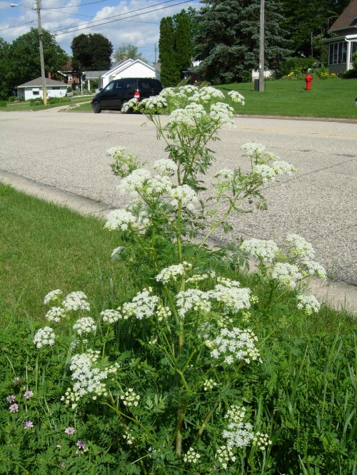 A cluster of white flowering plants grows along a grassy roadside, with a suburban neighborhood in the background.