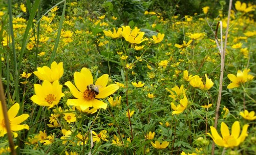 A vibrant field of yellow flowers with a bee resting on one of the blooms, surrounded by lush greenery.