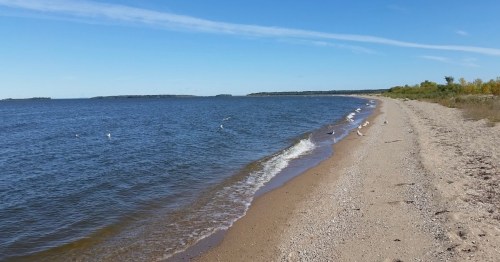 A serene beach scene with gentle waves lapping at the shore under a clear blue sky. Seagulls are scattered along the sand.