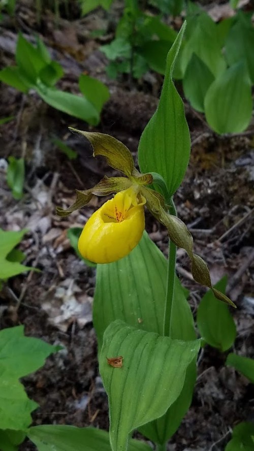 A close-up of a yellow lady's slipper orchid surrounded by green leaves in a natural setting.
