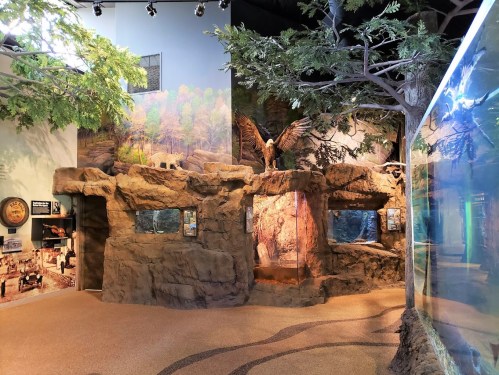 A nature exhibit featuring rock formations, trees, and animal displays in a museum setting.
