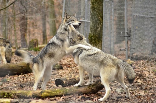 Two wolves playfully interact in a forested area, surrounded by fallen leaves and a fence in the background.
