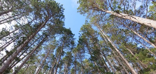 Looking up at tall trees against a blue sky, with sunlight filtering through the branches.