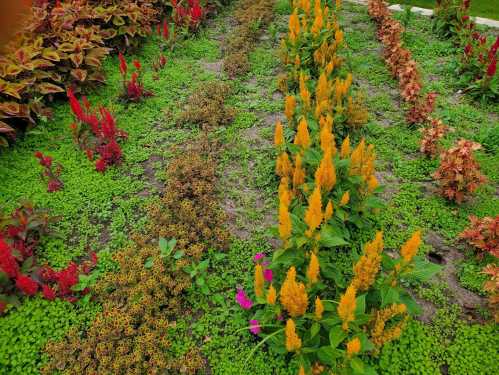 A vibrant garden with rows of yellow, red, and green plants, showcasing a mix of flowers and foliage.