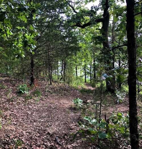 A winding dirt path through a lush green forest with trees and scattered leaves on the ground.