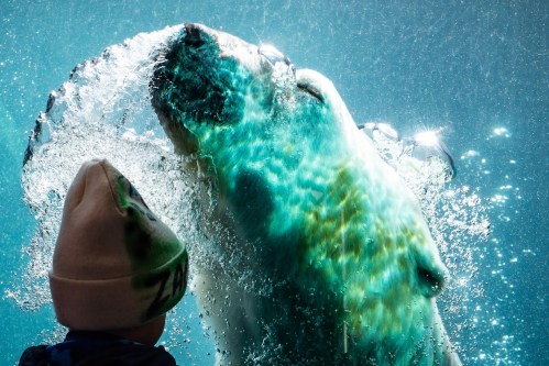 A child watches a polar bear swimming underwater, creating bubbles and splashes in a vibrant blue environment.