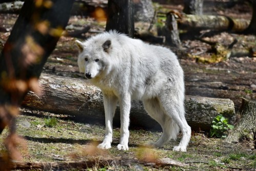 A white wolf stands in a forest, surrounded by trees and fallen logs, with a natural, serene expression.