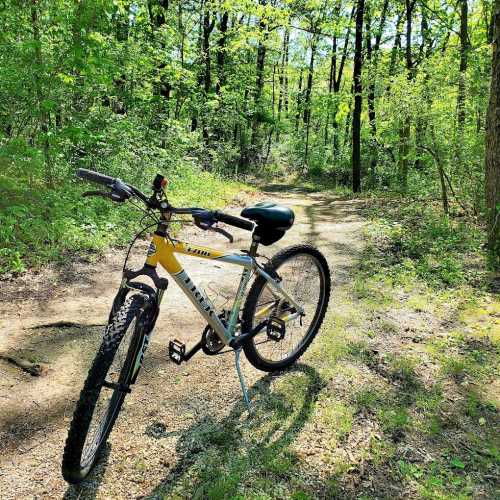 A mountain bike parked on a dirt trail surrounded by lush green trees in a sunny forest.