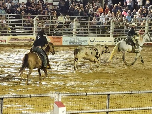 Two riders on horseback chase a spotted calf in a rodeo arena, with a crowd watching in the background.